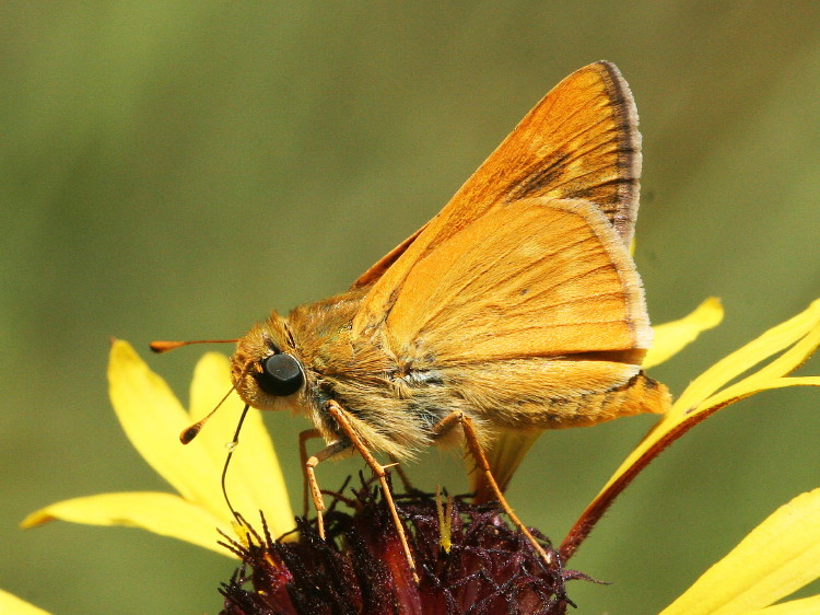Meske's Skipper
