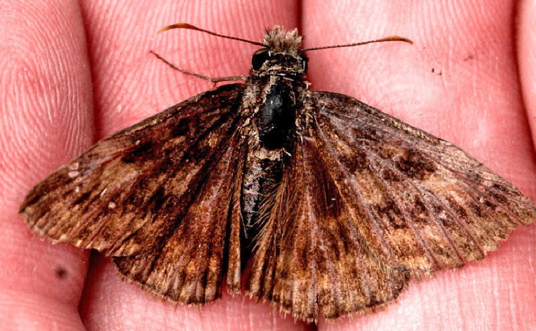 Mottled Duskywing