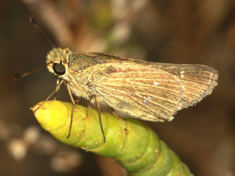 Obscure Skipper
