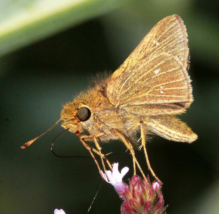 Obscure Skipper