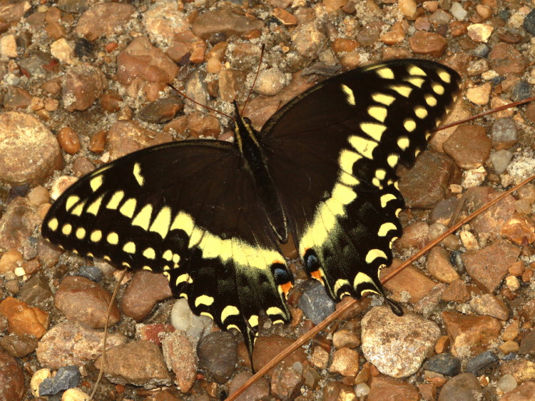 Palamedes Swallowtail