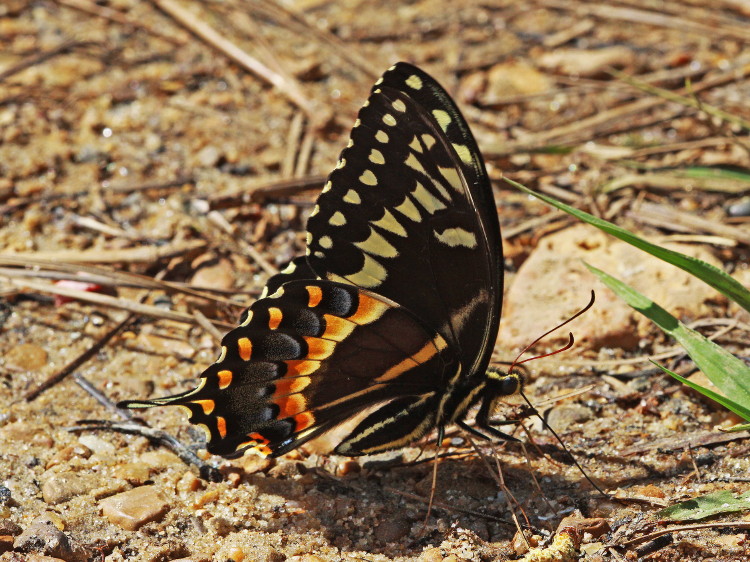 Palamedes Swallowtail