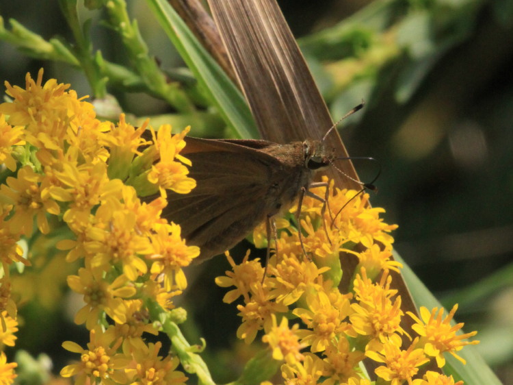 Palatka Skipper