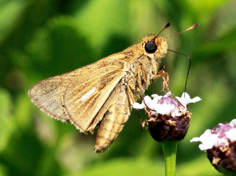 Salt Marsh Skipper