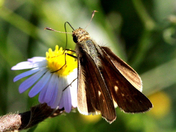 Salt Marsh Skipper