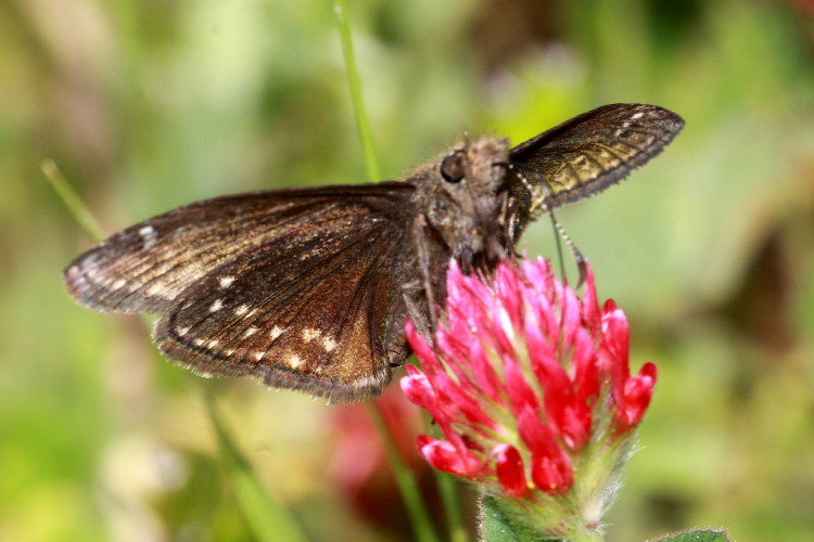 Sleepy Duskywing
