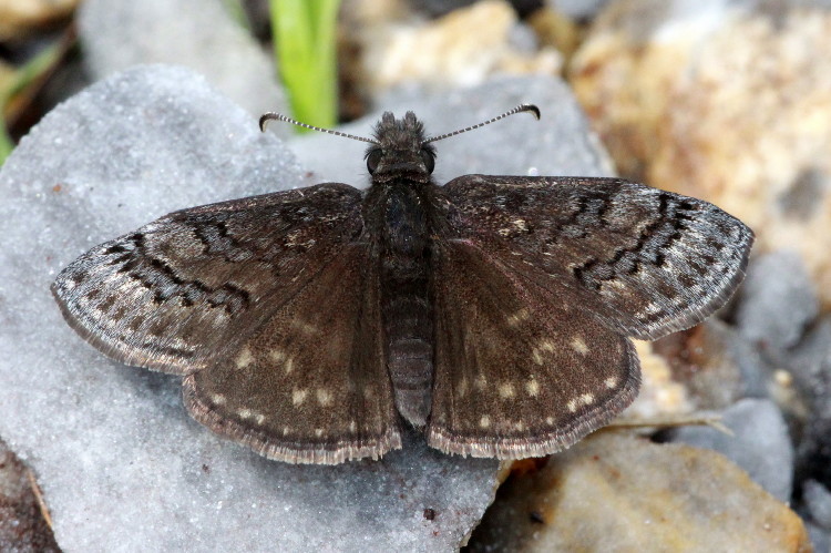 Sleepy Duskywing