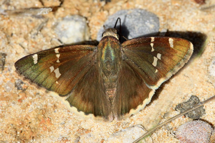 Southern Cloudywing