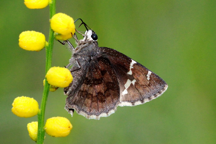 Southern Cloudywing