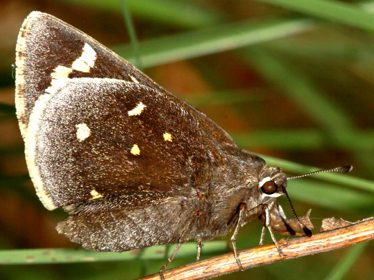 Strecker's Giant Skipper