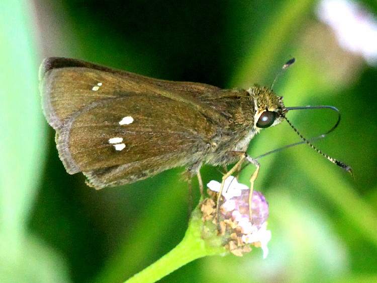 Twin-spot Skipper
