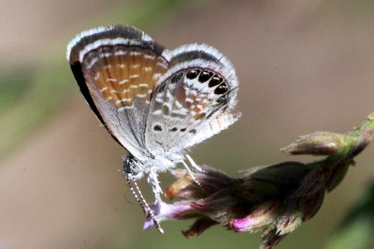 Western Pygmy-Blue