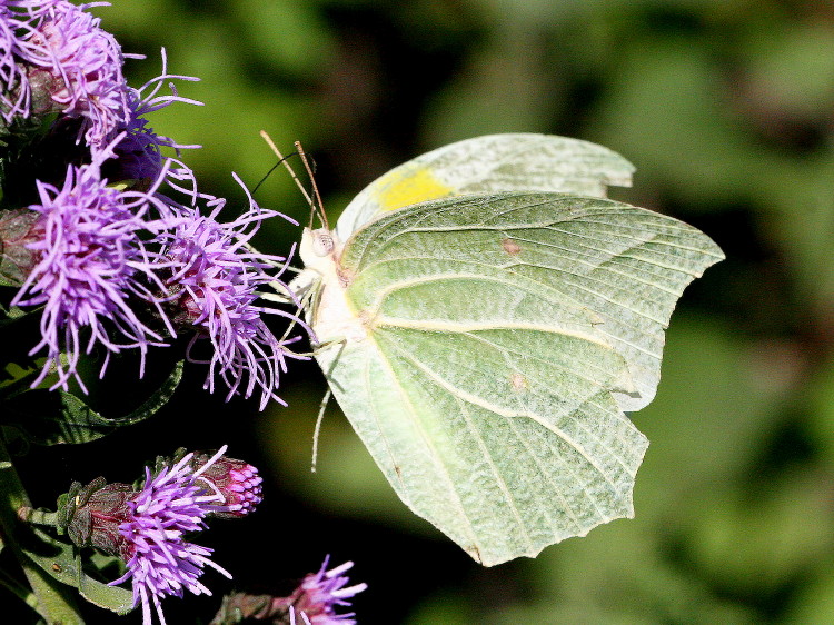 White-angled Sulphur