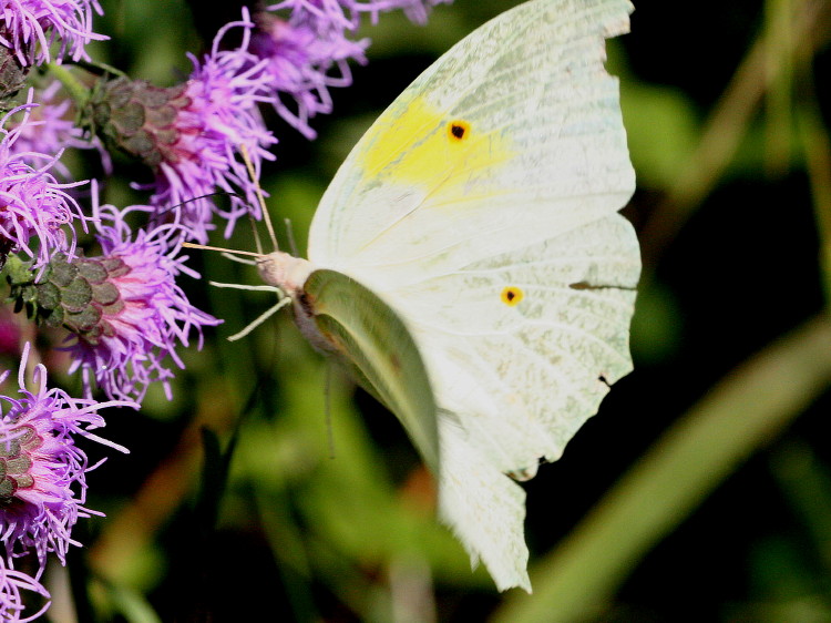White-angled Sulphur