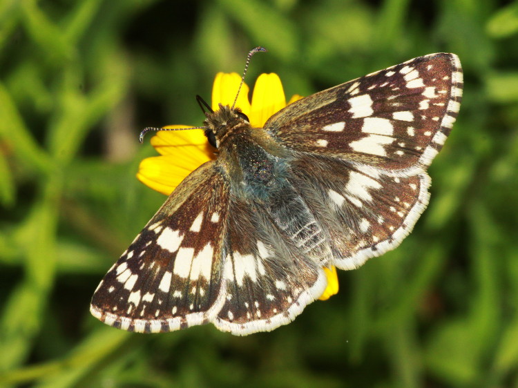 White-checkered Skipper