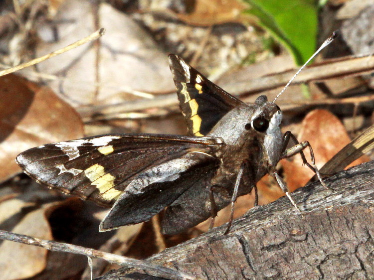 Yucca Giant-Skipper