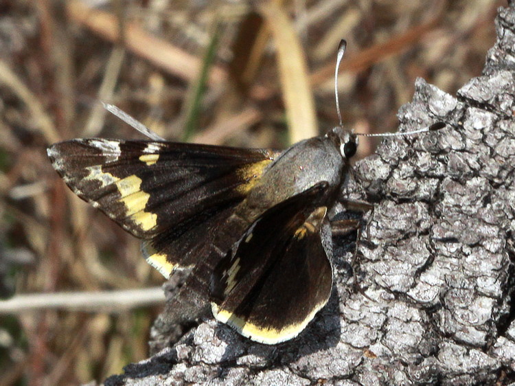 Yucca Giant-Skipper