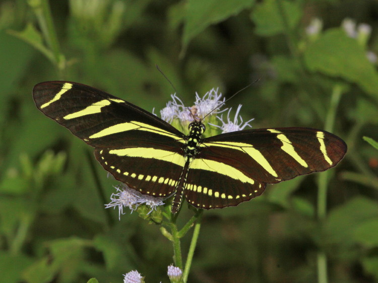Zebra Heliconian