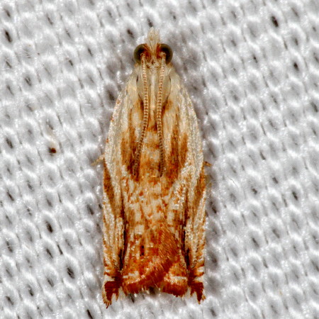 3370 Ancylis platanana