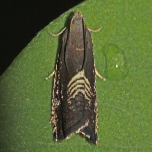 3443 Grapholita tristrigana, Three-lined Grapholita Moth
