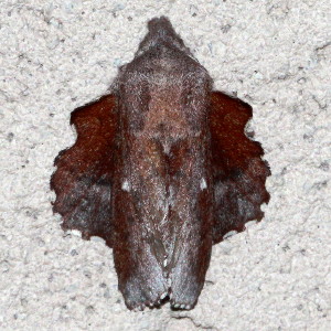 Phyllodesma occidentis, Southern Lappet Moth, Hodges #7686