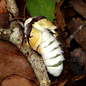 7758 Actias luna, Luna Moth