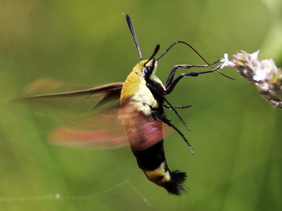 7855 Hemaris diffinis, Snowberry Clearwing