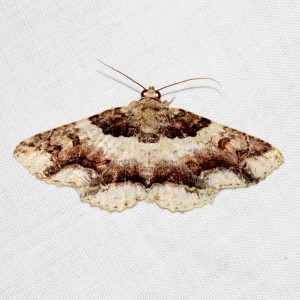 8689 Zale lunata, Lunate Zale Moth