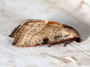 Galgula partita, The Wedgeling,  Hodges#9688