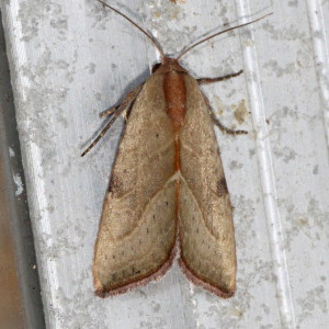 Galgula partita, The Wedgeling,  Hodges#9688