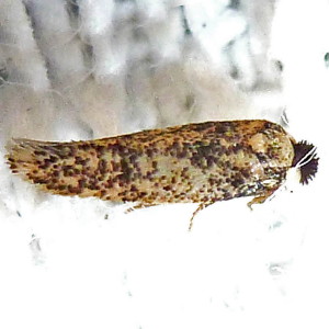 0058.97 Ectoedemia sp