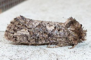 0340 Acrolophus arcanella