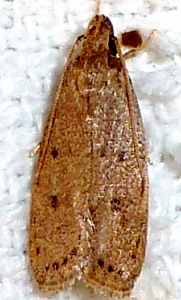 1010.1 Autosticha kyotensis, Kyoto Moth