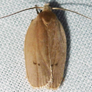 1015 Antaeotricha osseella