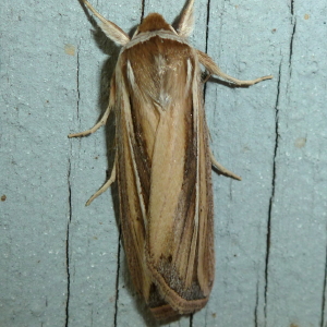 10431 Dargida diffusa, Wheat Head Armyworm Moth