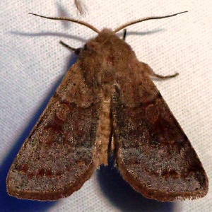 10491 Orthosia alurina,Gray Quaker