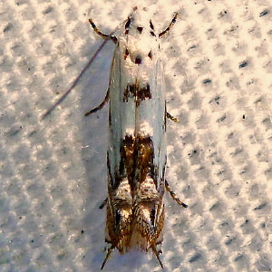 1443 Mompha eloisella, Red-streaked Mompha Moth