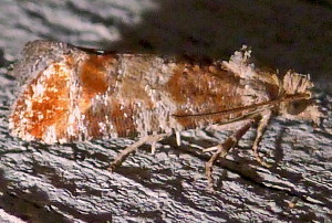 2868 Rhyacionia rigidana, Pitch Pine Tip Moth