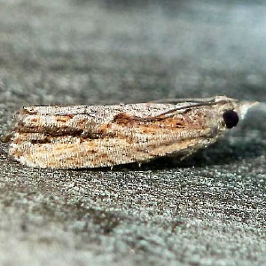 2907 Strepsicrates smithiana, Bayberry Leaftier Moth