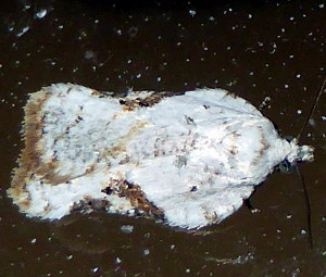 3517 Acleris subnivana, Common Aceleris