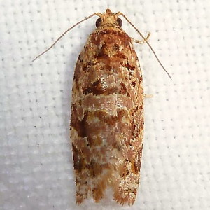 3599 Argyrotaenia floridana