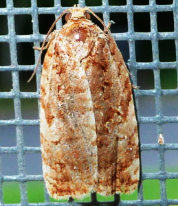 3643 Choristoneura pinus, Jack Pine Budworm