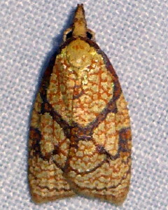 3720 Cenopis reticulatana, Reticulated Fruitworm Moth