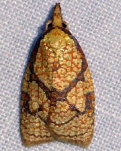 3720 Cenopis reticulatana, Reticulated Fruitworm Moth