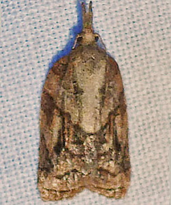 3740 Platynota idaeusalis, Tufted Apple Budmoth