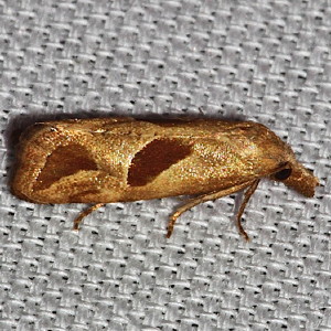 3763 Eugnosta bimaculana, Two-spoted Carolella