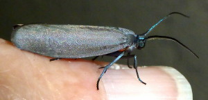 4631.2 Neoprocris floridana 