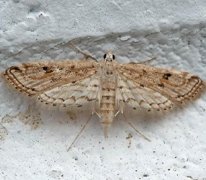 4764 Parapoynx allionealis