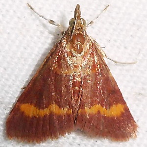 5053 Pyrausta pseuderosnealis