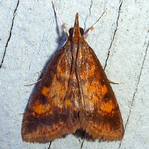 Pyrausta acrionalis